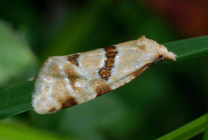 Aethes cnicana